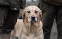 A photo of a dog standing in a muddy field
