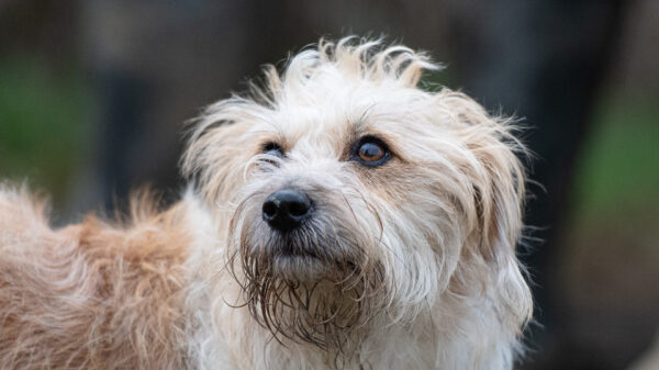 A photo of a working dog