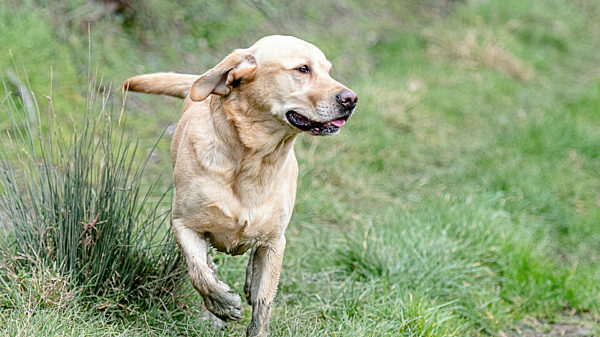 A photo of a working dog