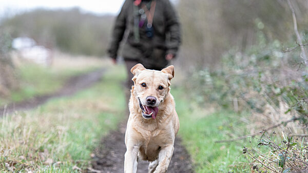 A photo of a working dog
