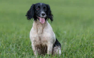 A photo of a working dog