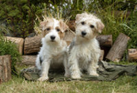 A photo of a working dog puppy running across a field