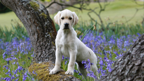 A photo of a working dog