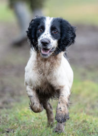 A photo of a working dog puppy running across a field