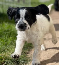 A photo of a working dog puppy running across a field